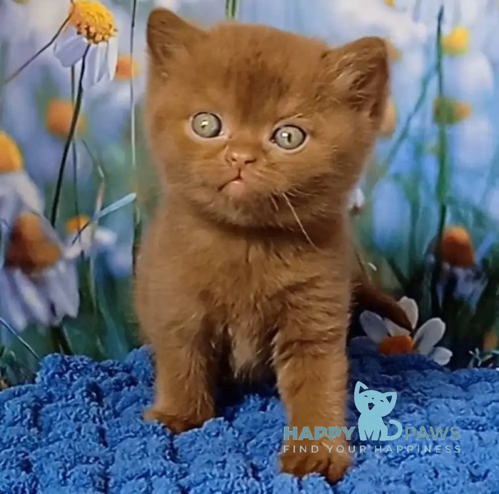 Gorgeous British Shorthair male cinnamon live animals