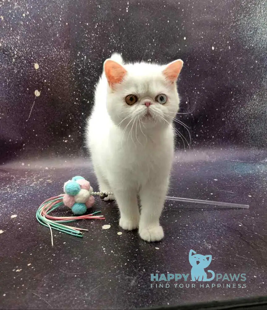 Gorgia Exotic female white live animals