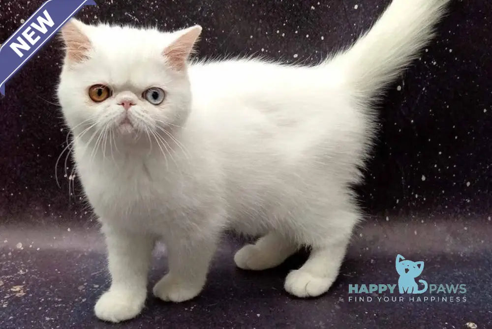 Gorgia Exotic female white live animals