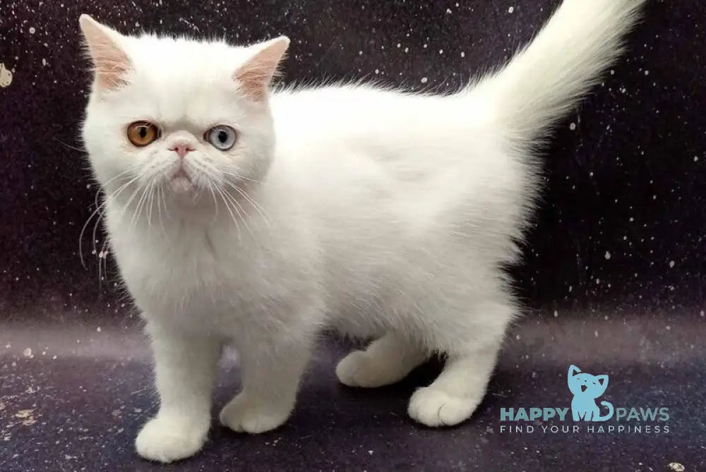 Gorgia Exotic female white live animals