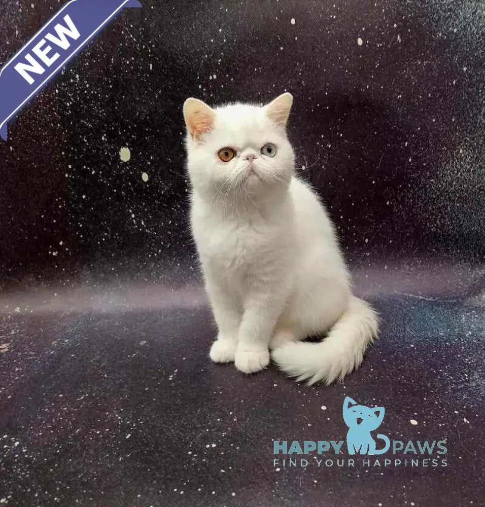 Gorgia Exotic female white live animals