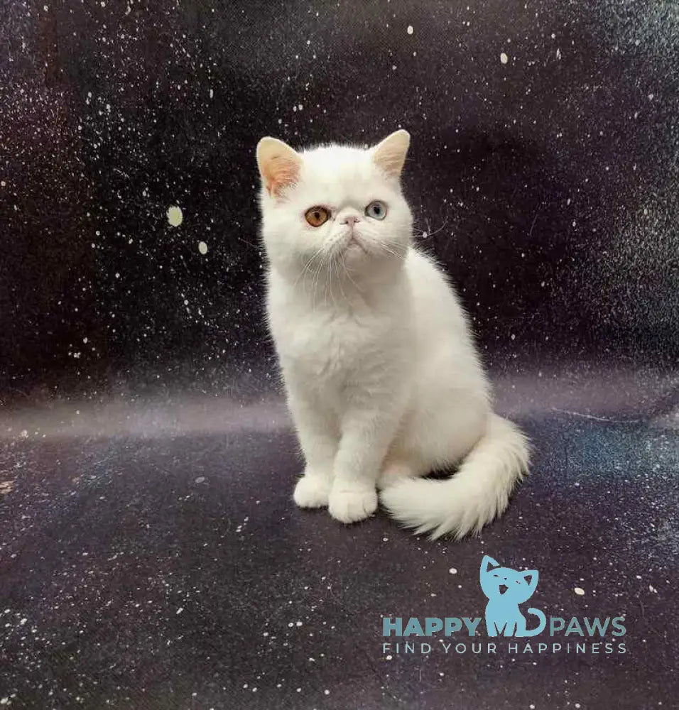 Gorgia Exotic female white live animals