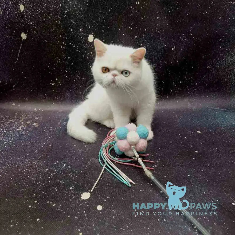 Gorgia Exotic female white live animals