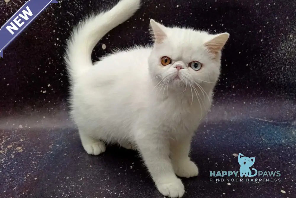 Gorgia Exotic female white live animals