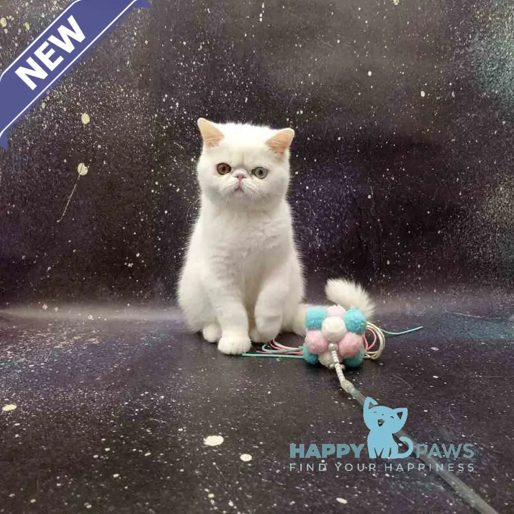 Gorgia Exotic female white live animals