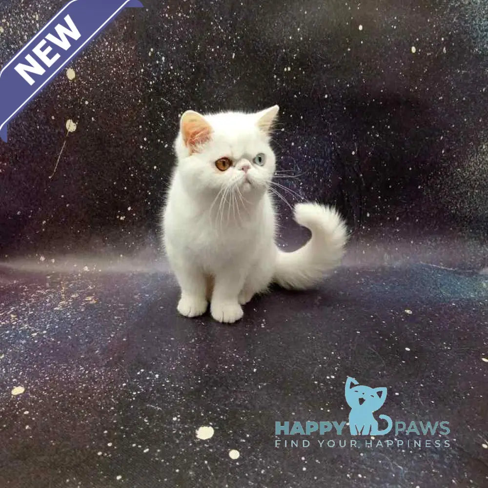 Gorgia Exotic female white live animals