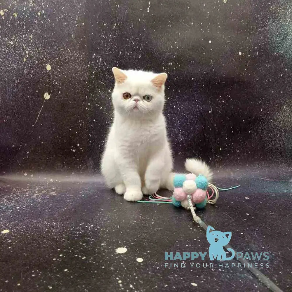 Gorgia Exotic female white live animals