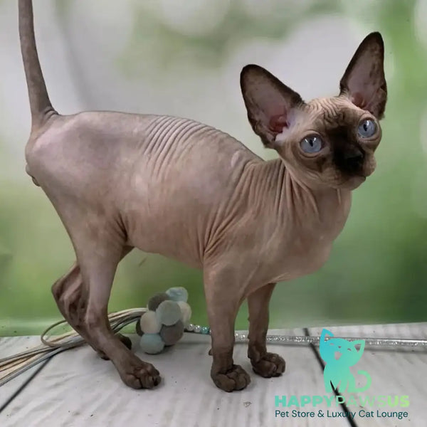 Gosha Canadian Sphynx male black pointed - live animals