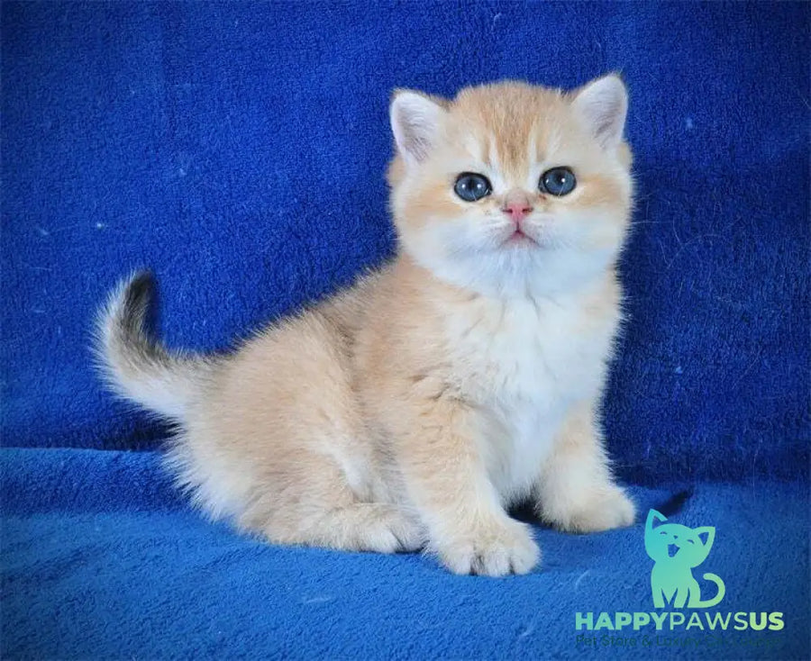 Goshka British Shorthair male black golden shaded live animals