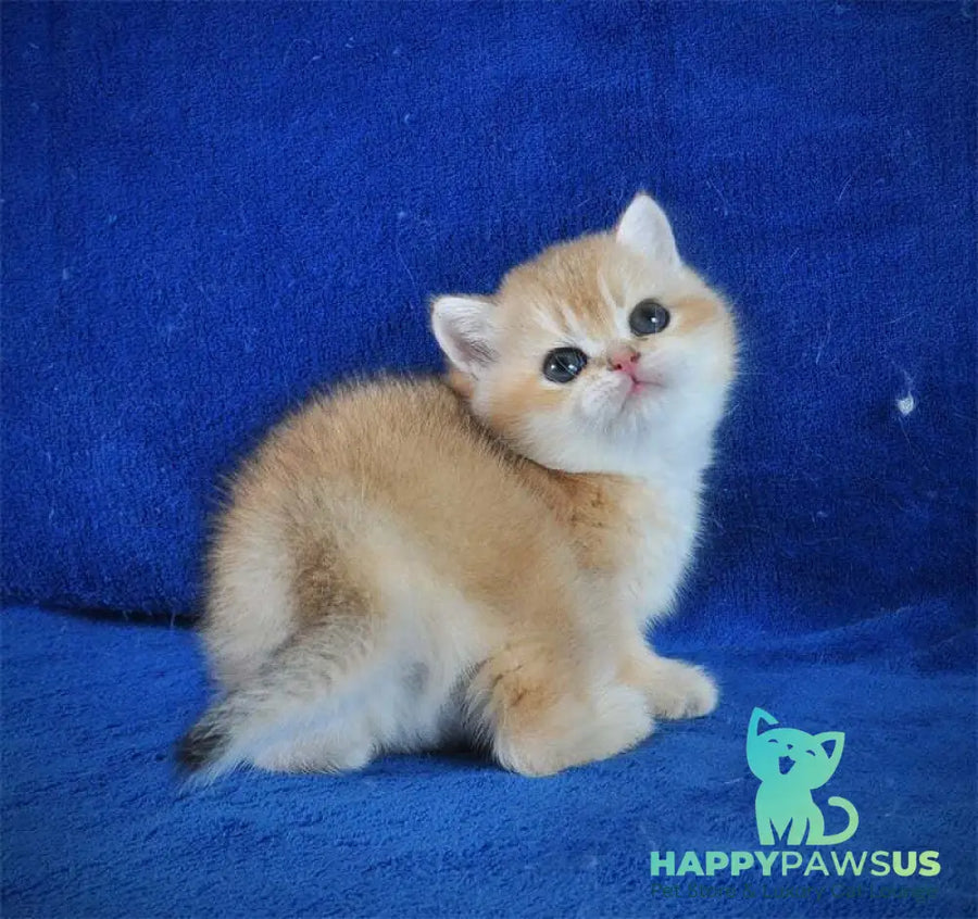 Goshka British Shorthair male black golden shaded live animals