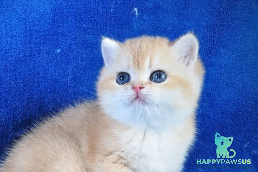 Goshka British Shorthair male black golden shaded live animals