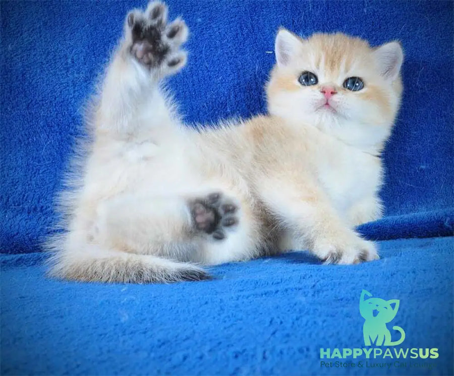 Goshka British Shorthair male black golden shaded live animals