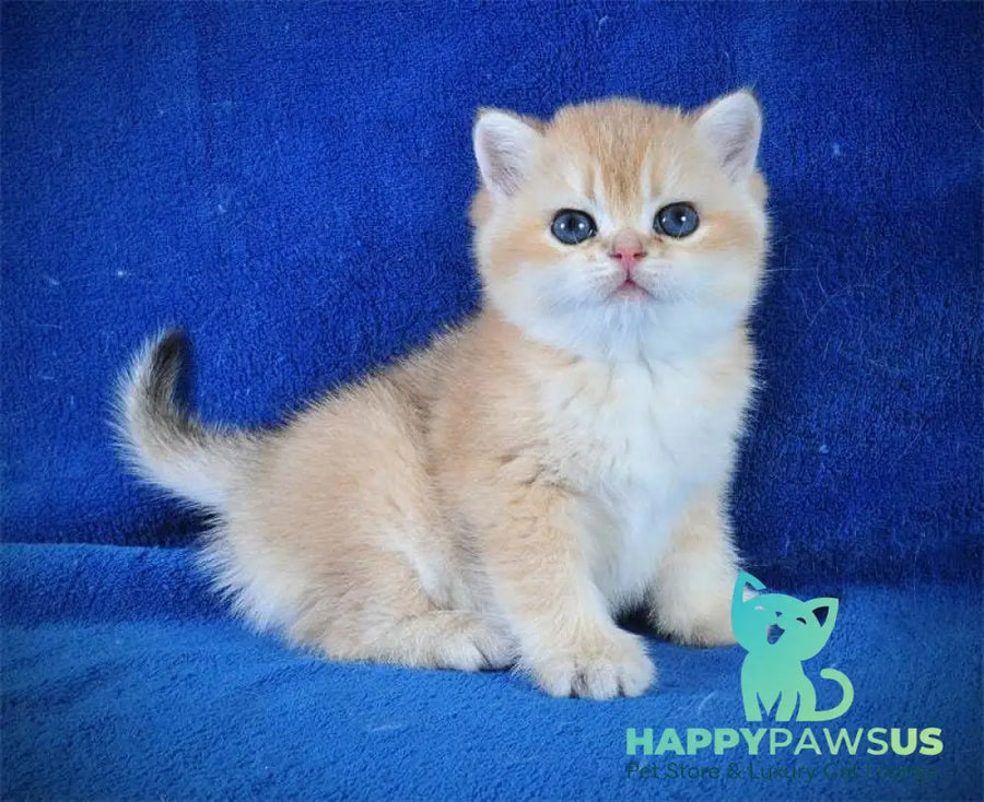 Goshka British Shorthair male black golden shaded live animals