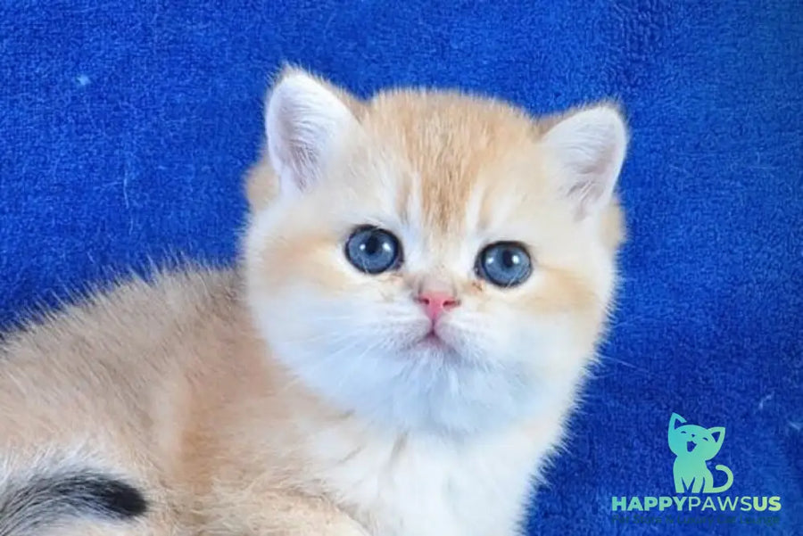 Goshka British Shorthair male black golden shaded live animals