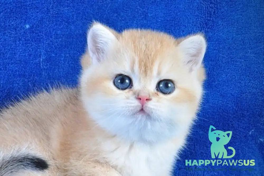 Goshka British Shorthair male black golden shaded live animals
