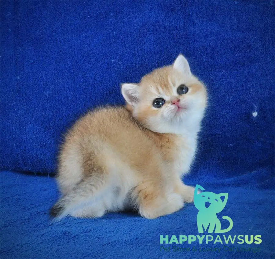 Goshka British Shorthair male black golden shaded live animals