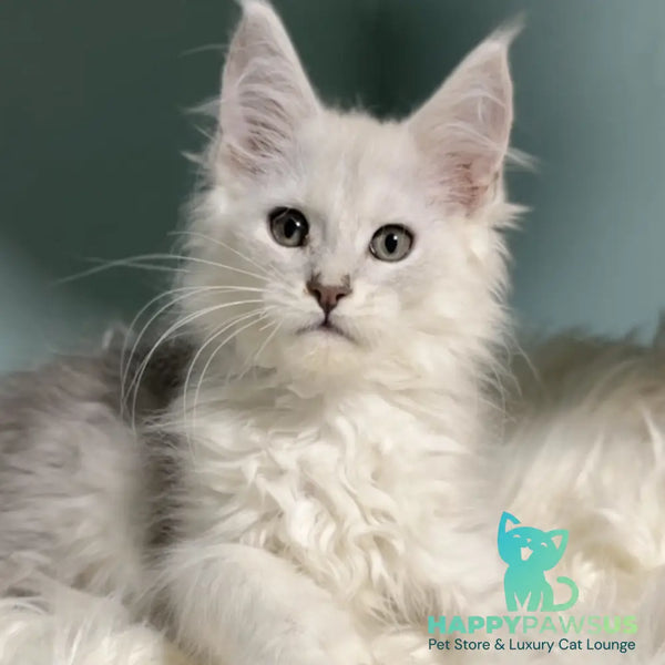 Gotham Maine Coon male blue silver shaded - live animals