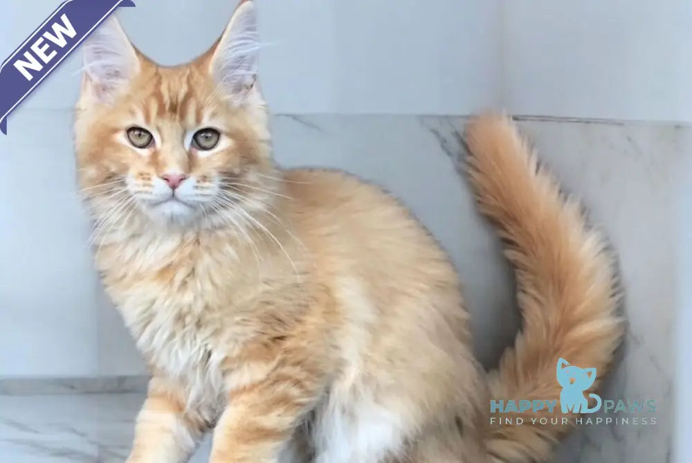 Gotto Maine Coon male red live animals