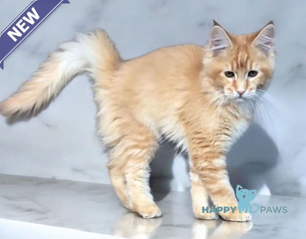 Gotto Maine Coon male red live animals