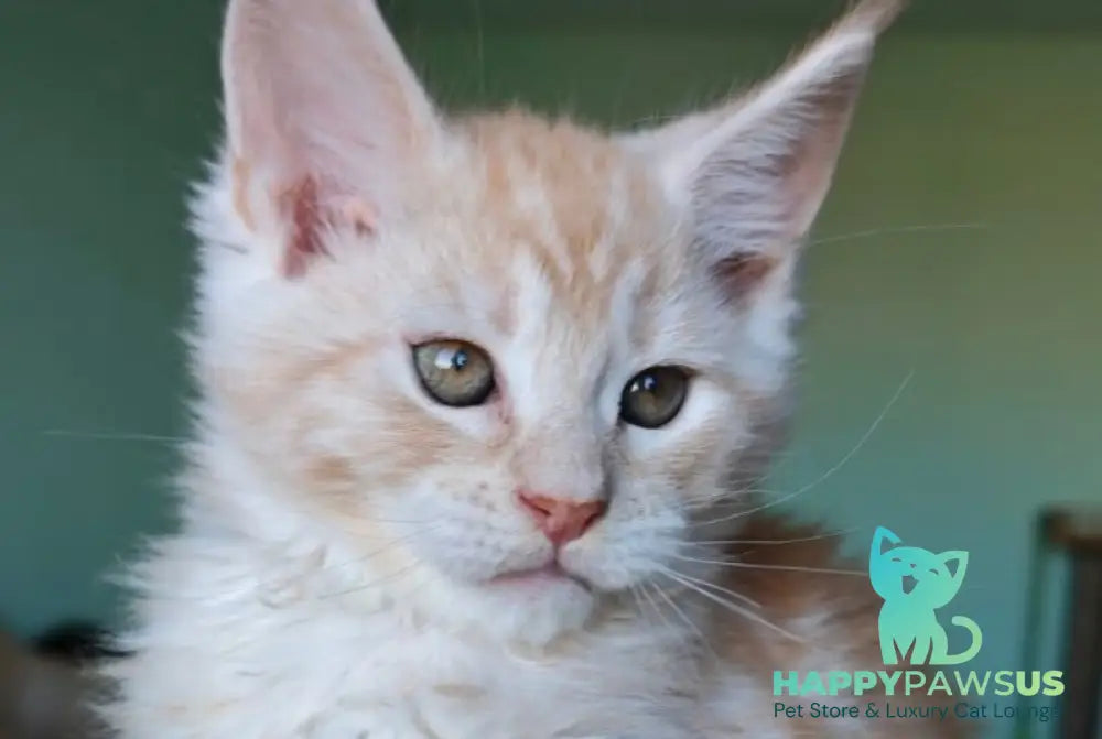 Govard Maine Coon male red silver tabby - live animals