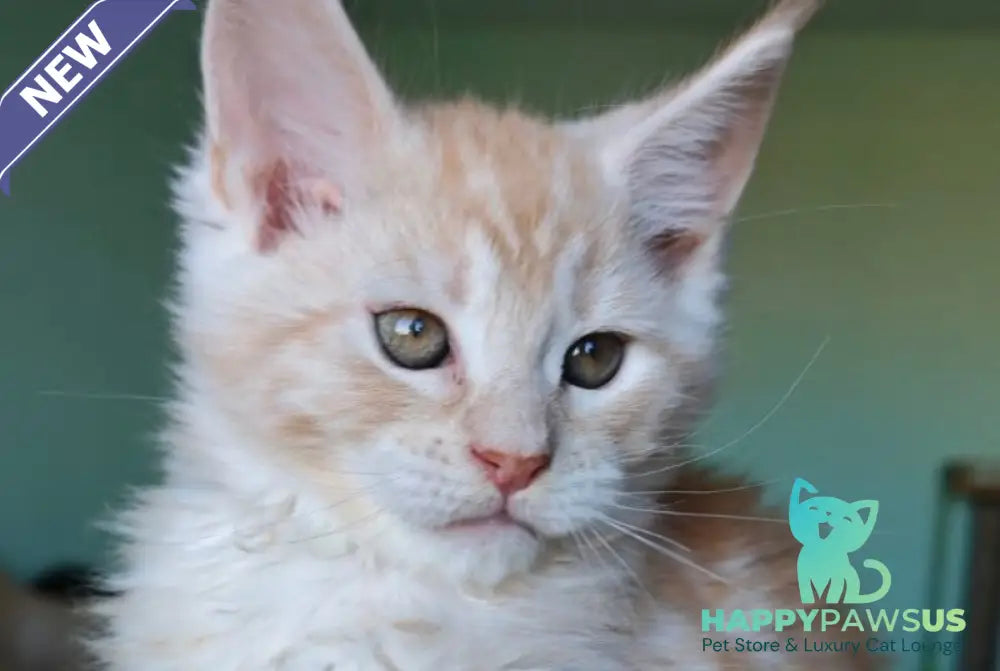 Govard Maine Coon male red silver tabby - live animals
