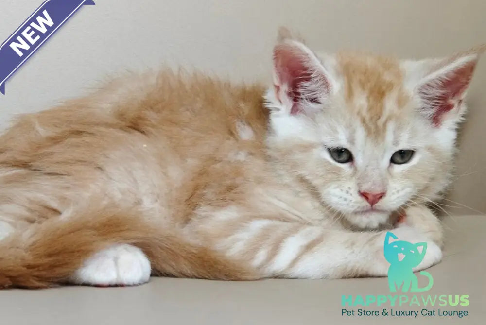 Govard Maine Coon male red silver tabby - live animals