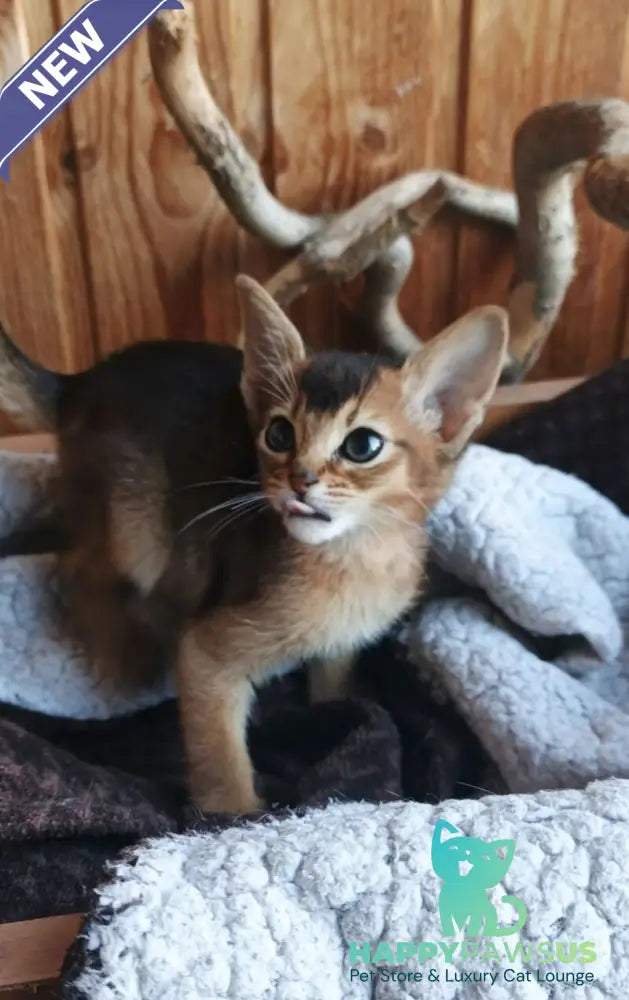 Grace Abyssinian female ruddy - live animals