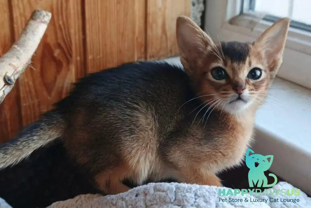 Grace Abyssinian female ruddy - live animals