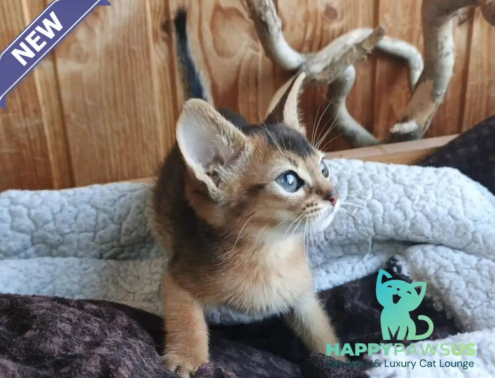 Grace Abyssinian female ruddy - live animals