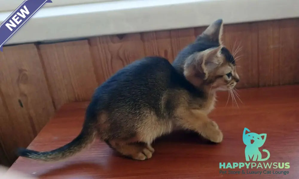 Grace Abyssinian female ruddy - live animals