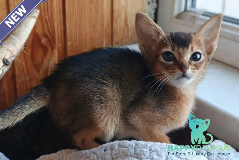 Grace Abyssinian female ruddy - live animals