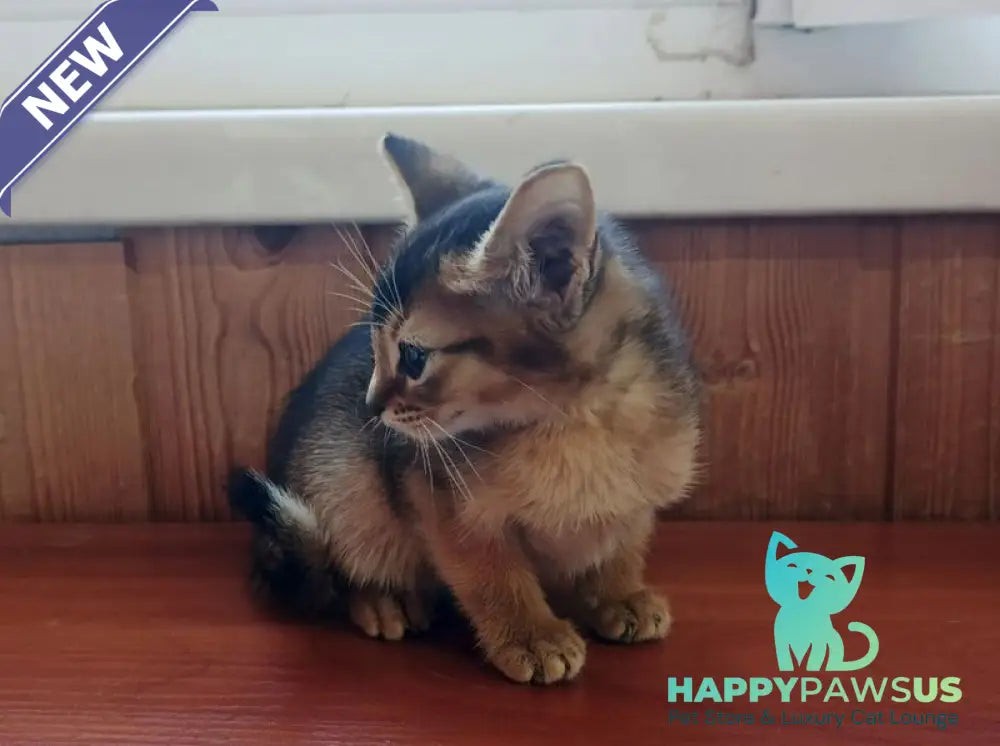 Grace Abyssinian female ruddy - live animals