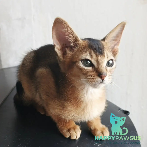 Grace Abyssinian female ruddy - live animals