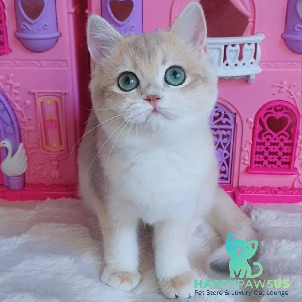 Grace British Shorthair female blue golden chinchilla - live animals