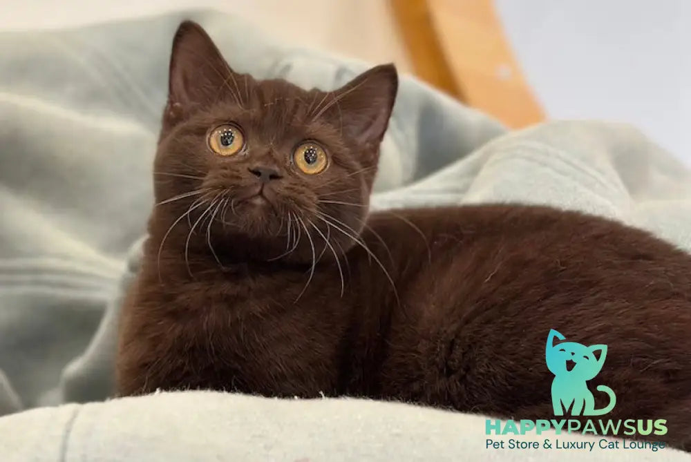 Grace British Shorthair female chocolate live animals