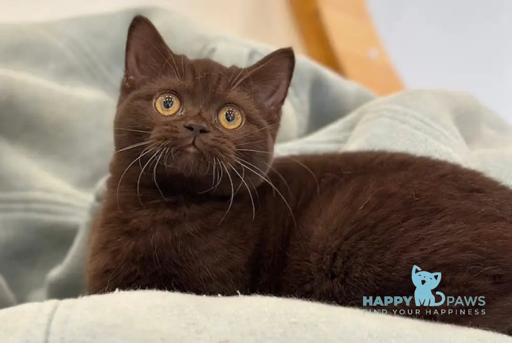 Grace British Shorthair female chocolate live animals