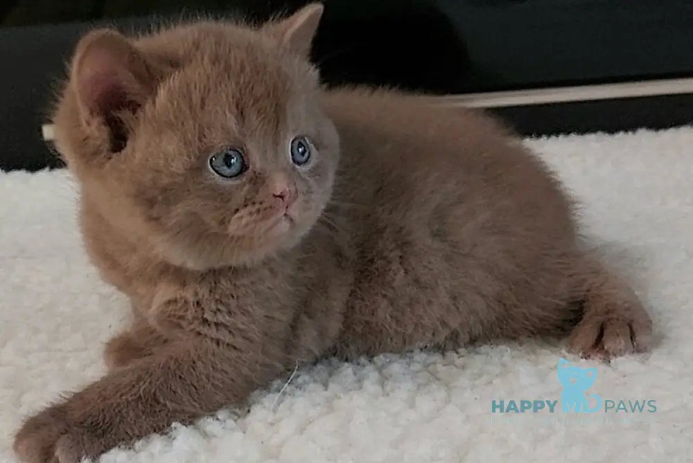 Grace British Shorthair female cinnamon - live animals