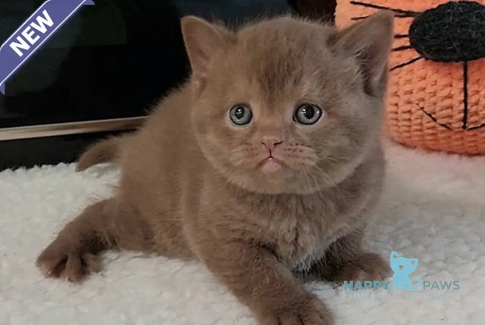 Grace British Shorthair female cinnamon - live animals