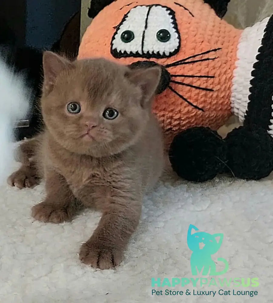 Grace British Shorthair female cinnamon - live animals