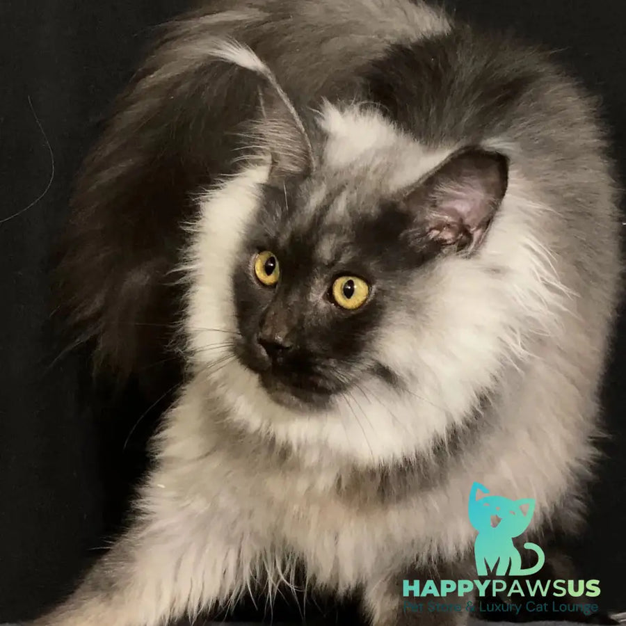 Grace Maine Coon female black silver - live animals