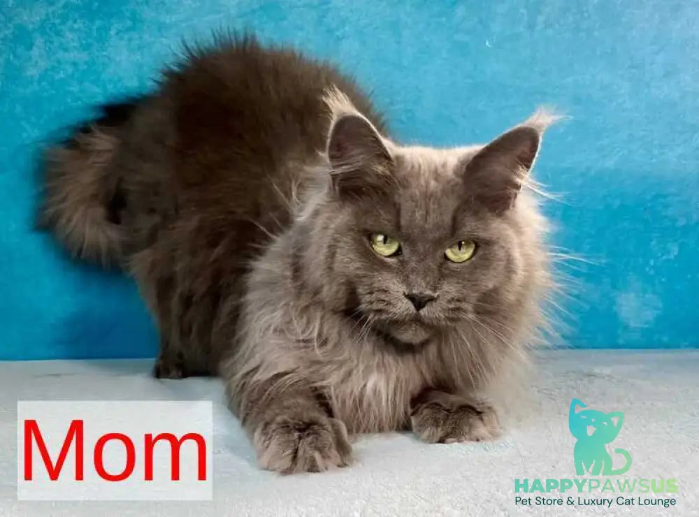 Grace Maine Coon female black silver - live animals