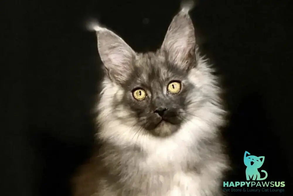 Grace Maine Coon female black silver - live animals