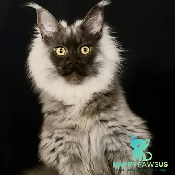 Grace Maine Coon female black silver - live animals