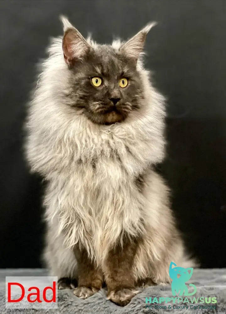 Grace Maine Coon female black silver - live animals