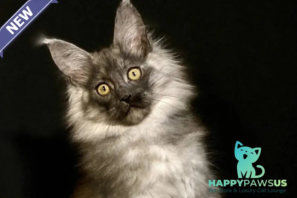 Grace Maine Coon female black silver - live animals