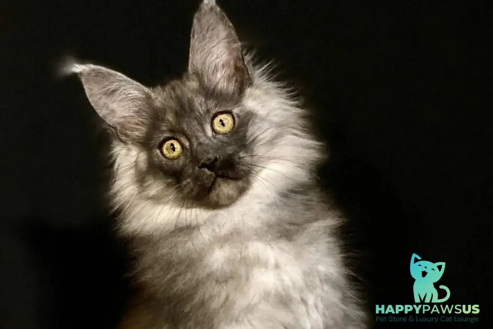 Grace Maine Coon female black silver - live animals