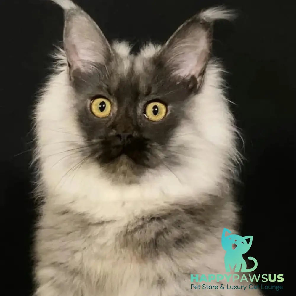 Grace Maine Coon female black silver - live animals