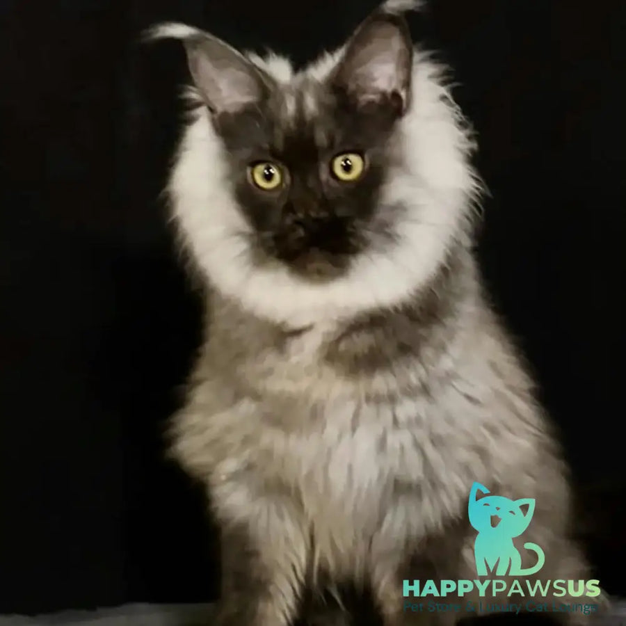 Grace Maine Coon female black silver - live animals