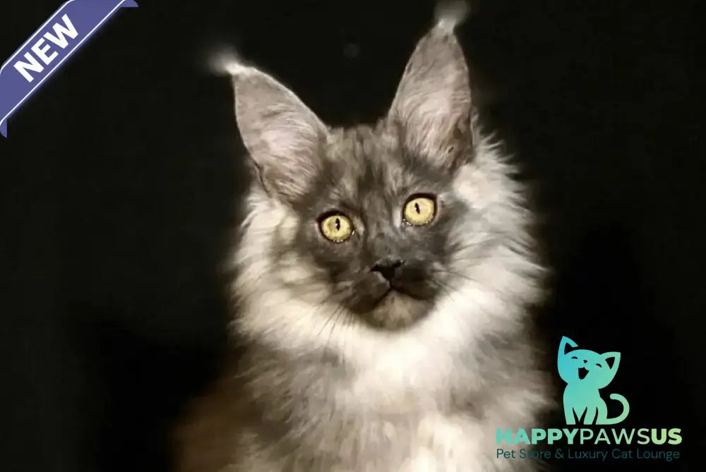 Grace Maine Coon female black silver - live animals