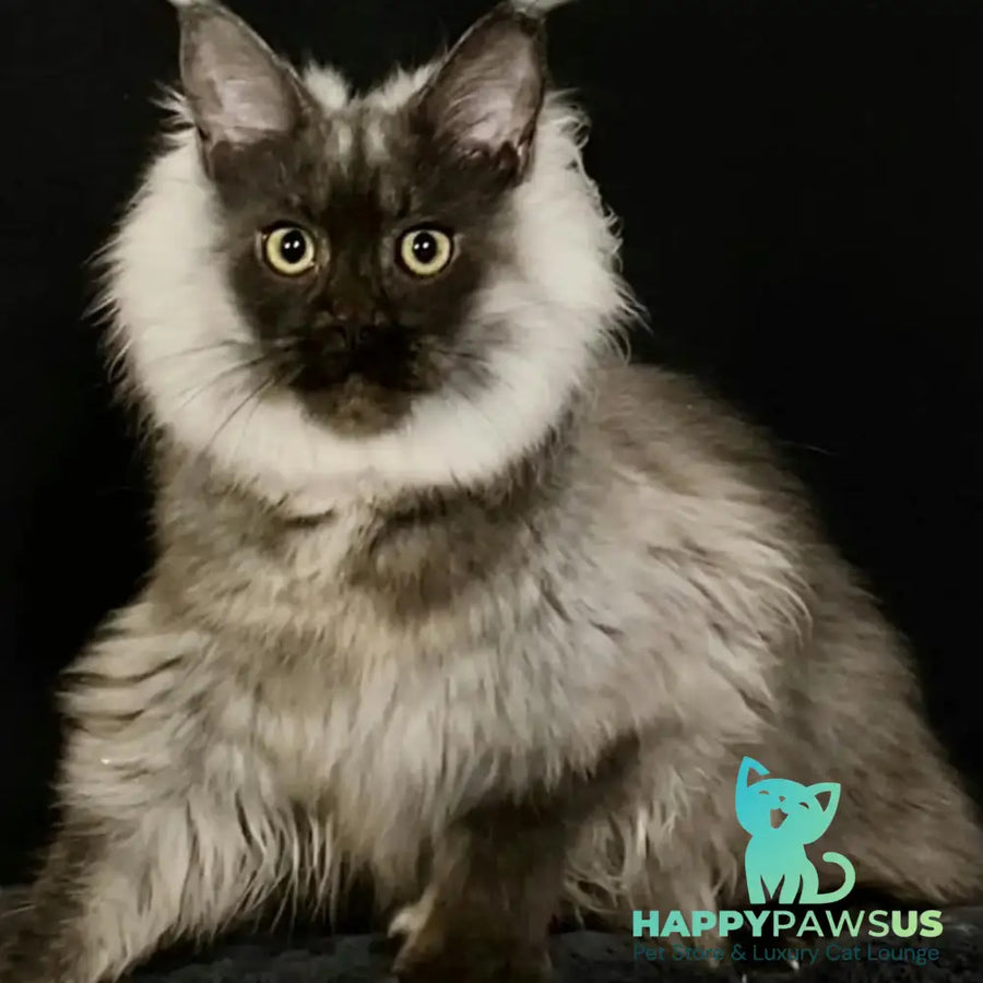 Grace Maine Coon female black silver - live animals